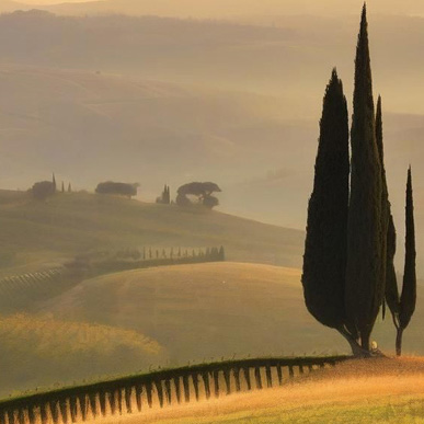 Tuscan landscape with a cypress and geometric vineyard rows at sunset