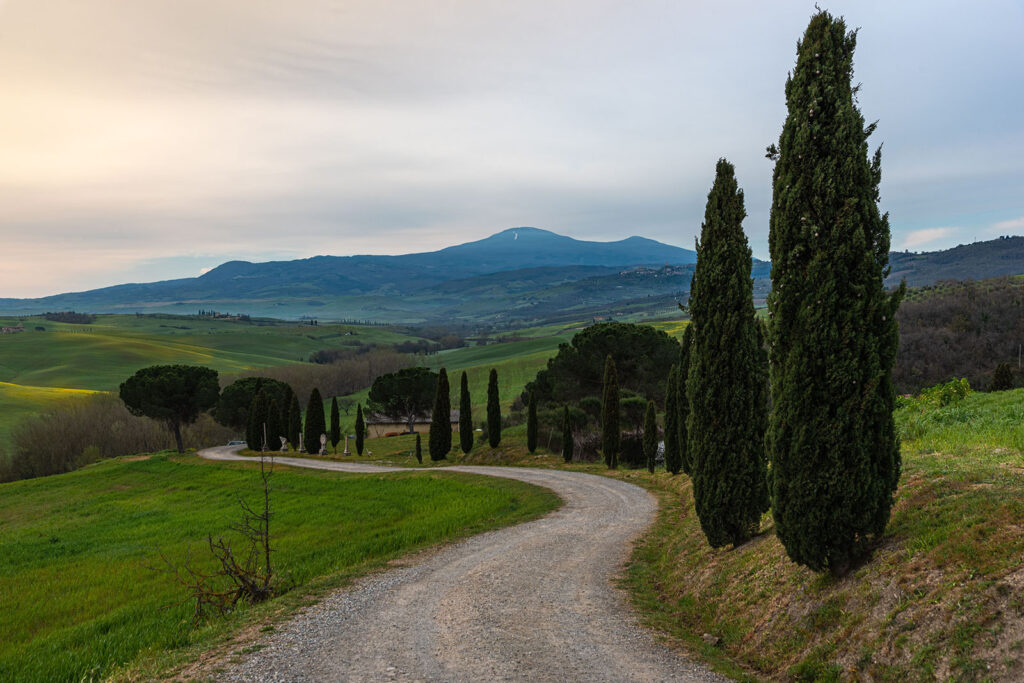 Winding white road lined with cypress trees through the Tuscan countryside at the end of summer